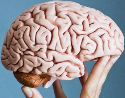 Otak Manusia