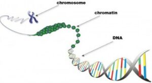 Perbedaan Kromosom dan kromatin