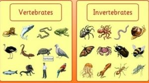Perbedaan Vertebrata dan Invertebrata