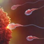 Perbedaan sperma dan ovum