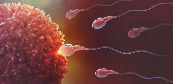 Perbedaan sperma dan ovum