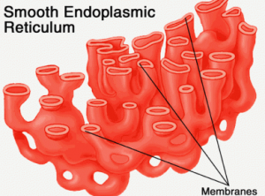 Retikulum endoplasma halus