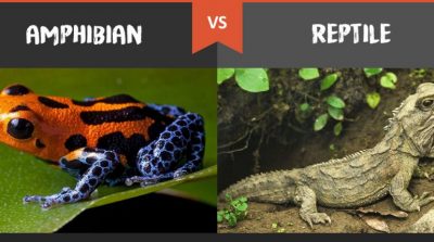 4 Perbedaan Amfibi dan Reptil
