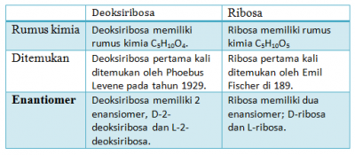 Perbedaan antara Deoksiribosa dan Ribosa 