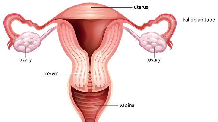 fungsi_uterus
