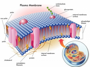 membran plasma