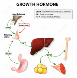 hormon pertumbuhan