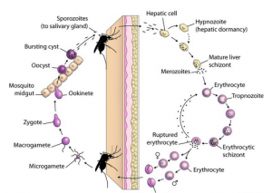 siklus hidup plasmodium