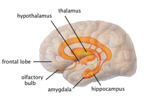 sistem limbik