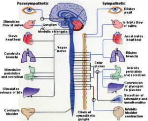 sistem saraf manusia
