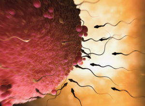 proses pembentukan sel kelamin