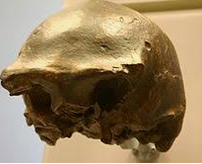 homo soloensis