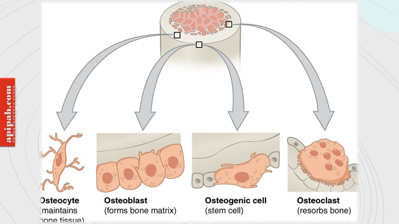 Perbedaan antara osteoblas dan osteosit