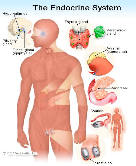Anatomi Sistem endokrin dan fungsinya