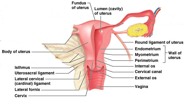 anatomi_uterus