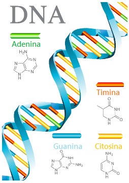 Bentuk Molekul DNA