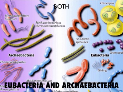 Perbedaan antara Archaea dan Eubacteria