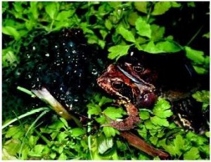 Pasangan katak ini punya banyak waktu mengumpulkan energi, melakukan reproduksi seksual, bertukar materi genetik dan merawat anak muda mereka