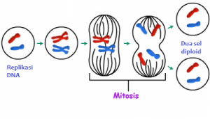fase mitosis