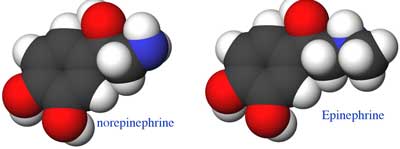 Epinefrin dan Norepinefrin