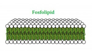 Fosfolipid