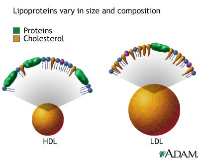 Perbedaan Kolesterol HDL dan LDL