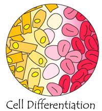 diferensiasi sel