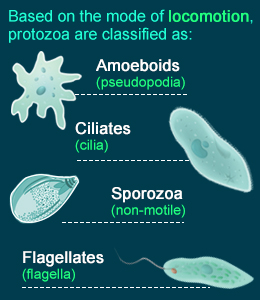 Ciri-ciri umum Protozoa