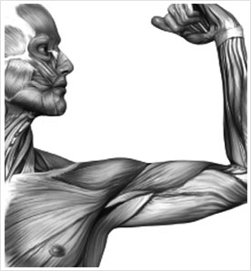 Peran otot pada tubuh manusia