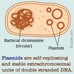 fungsi plasmid
