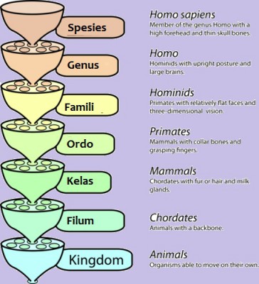 Sistem klasifikasi Linnaeus