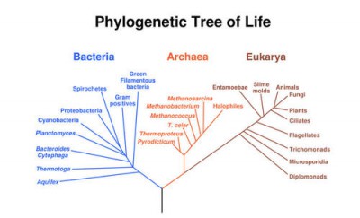 pohon pilogenetik