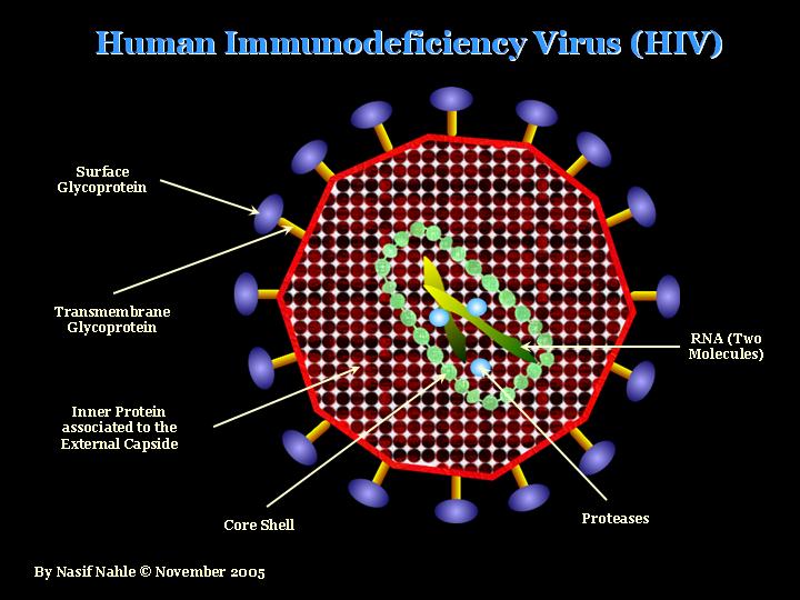 Human immunodeficiency. Вирус иммунодефицита человека (Human Immunodeficiency virus). Строение вируса СПИДА. Строение вируса ВИЧ. Строение вирусной клетки.