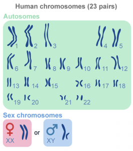 Kromosom manusia