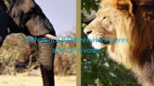 Perbedaan antara herbivora dan Karnivora