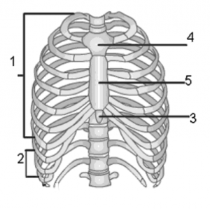 struktur tulang