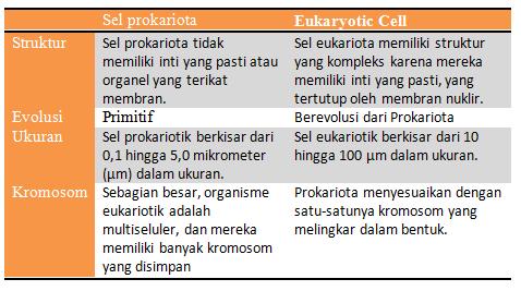 Perbedaan Sel Prokariota dan Eukariota