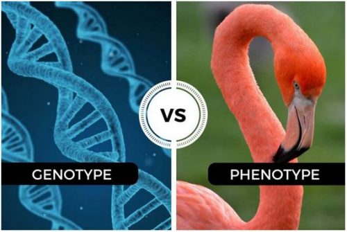 Perbedaan antara Genotip dan Fenotip