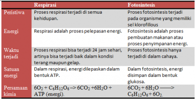 Perbedaan Respirasi dan Fotosintesis