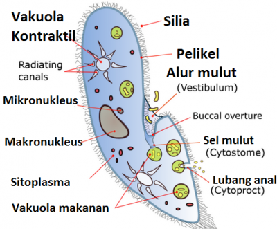 Struktur tubuh Paramecium