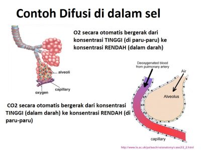 contoh difusi dalam sel