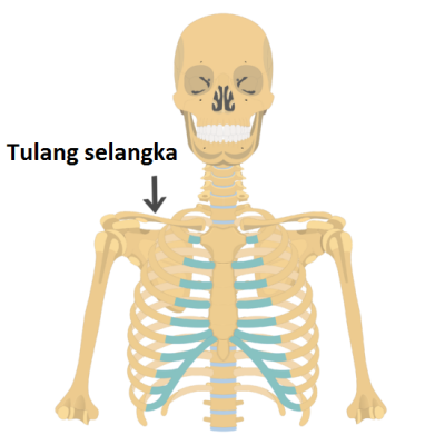 tulang selangka. Klavikula, juga disebut tulang selangka adalah tulang melengkung anterior bahu pada vertebrata; berfungsi sebagai penyangga untuk menopang bahu. 