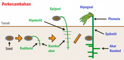 Perbedaan perkecambahan Epigeal dan Hipogeal