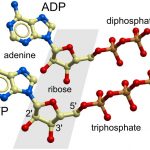 Struktur Adenosina difosfat