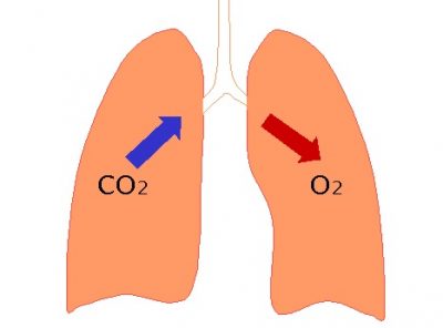 Karbon dioksida adalah produk limbah yang harus terus dikeluarkan dari tubuh. Namun, CO2 juga penting dalam mengatur pH cairan tubuh kita.
