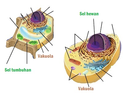 Vakuola sel hewan dan tumbuhan