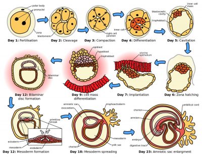 embriogenesis pada manusia