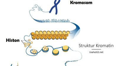 Struktur Kromatin