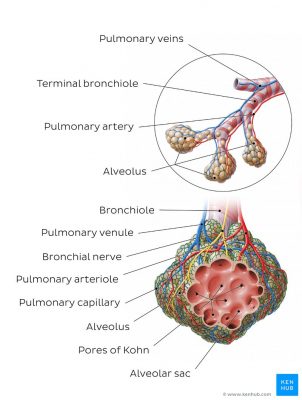 pengertian alveoli