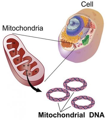 dna mitokondria